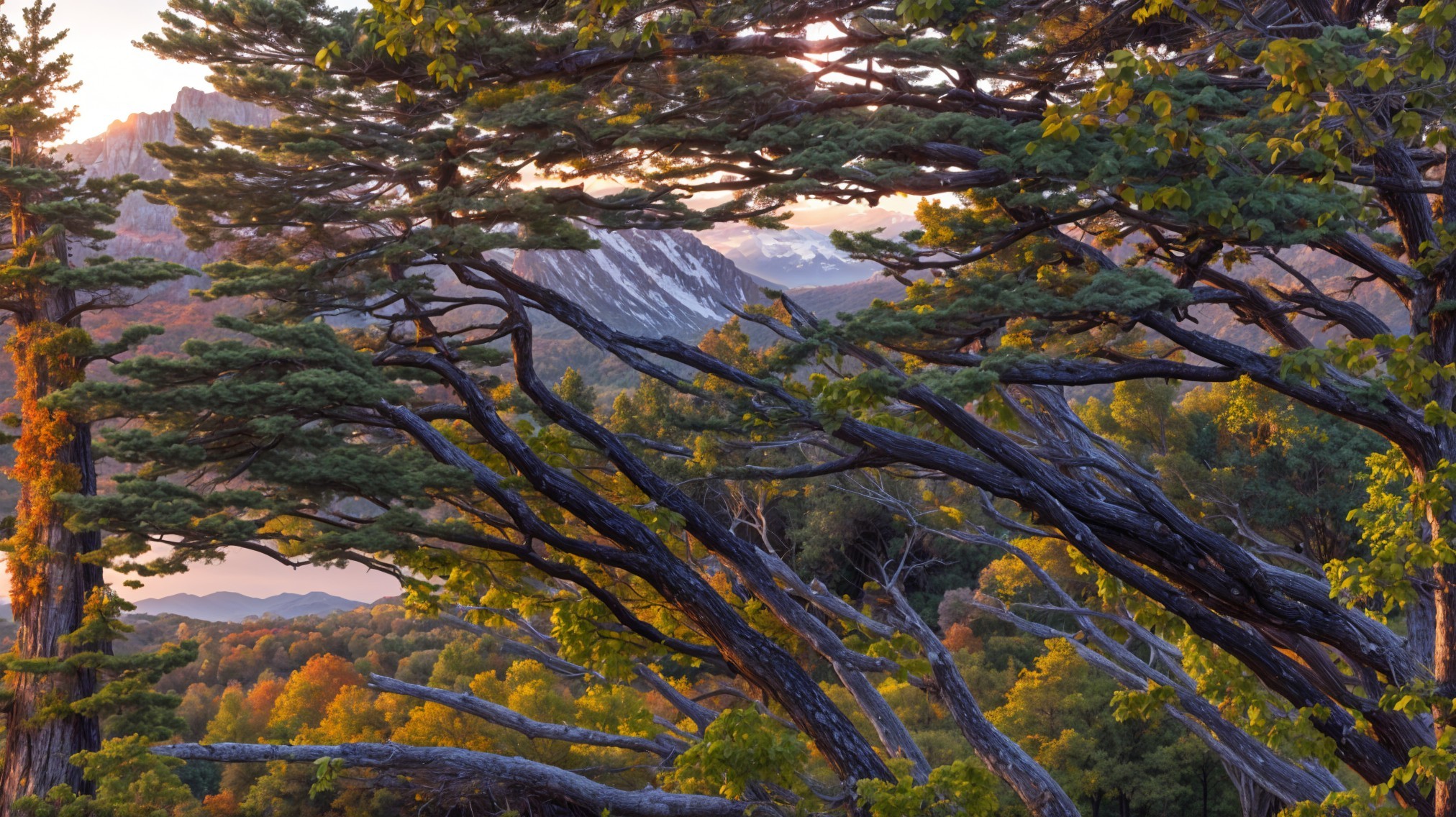 Sunset Landscape with Coniferous Trees and Mountains