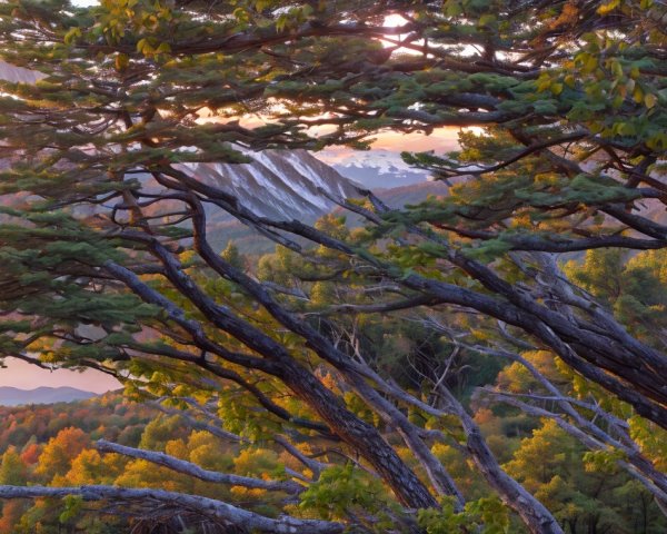 Sunset Landscape with Gnarled Trees and Mountains