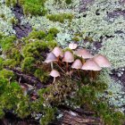 Miniature Forest Scene with Diverse Mushrooms and Moss