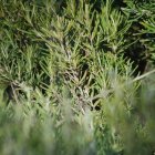 Surreal Landscape with Twisted Trees and Ethereal Light