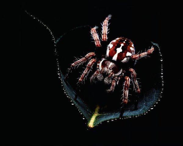 Close-Up of Spider on Dark Green Leaf with Water Droplets
