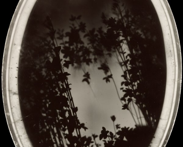 Black and White Silhouette of Delicate Plants in Frame