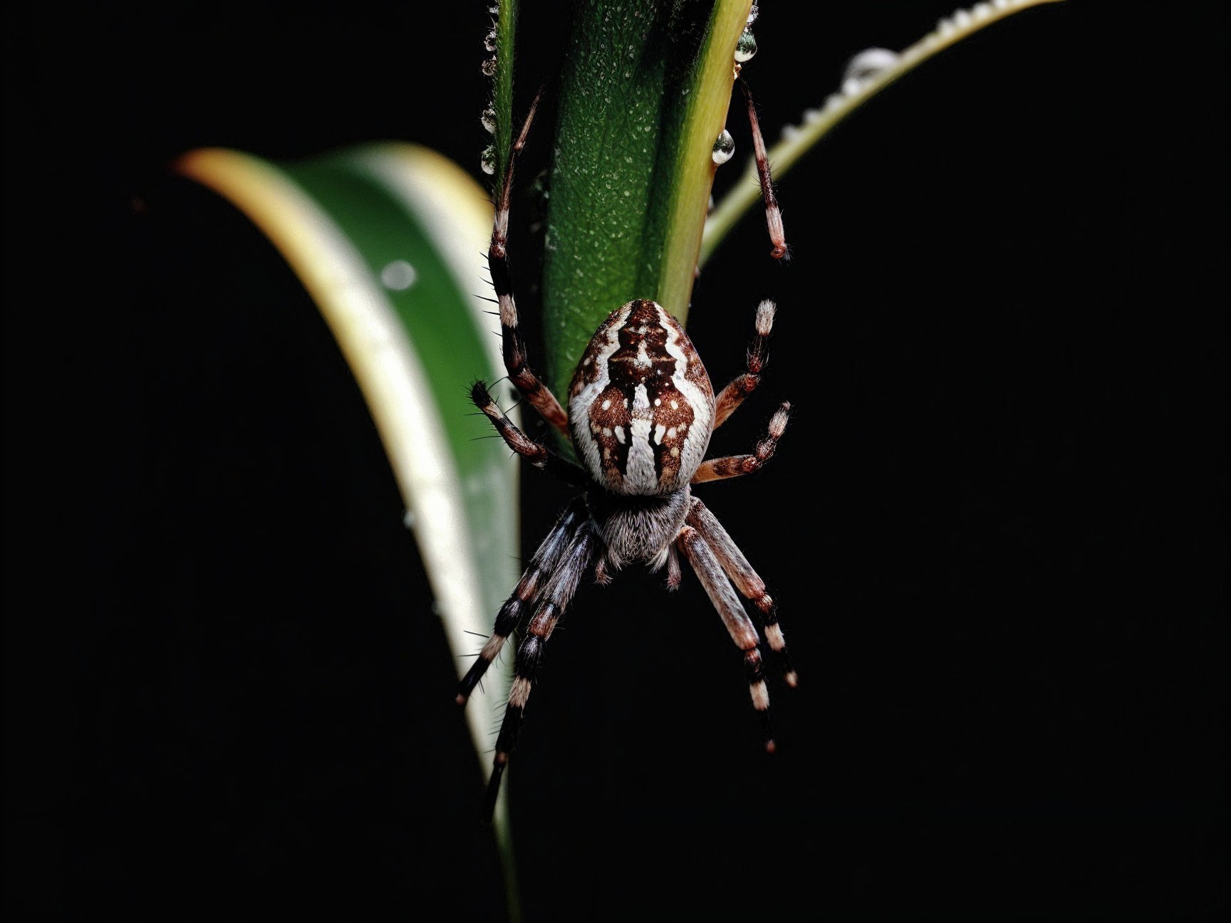 Close-up of a spider on a green leaf with droplets
