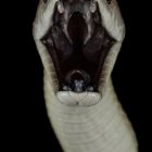 Surreal creature with elongated neck and shadowy figure