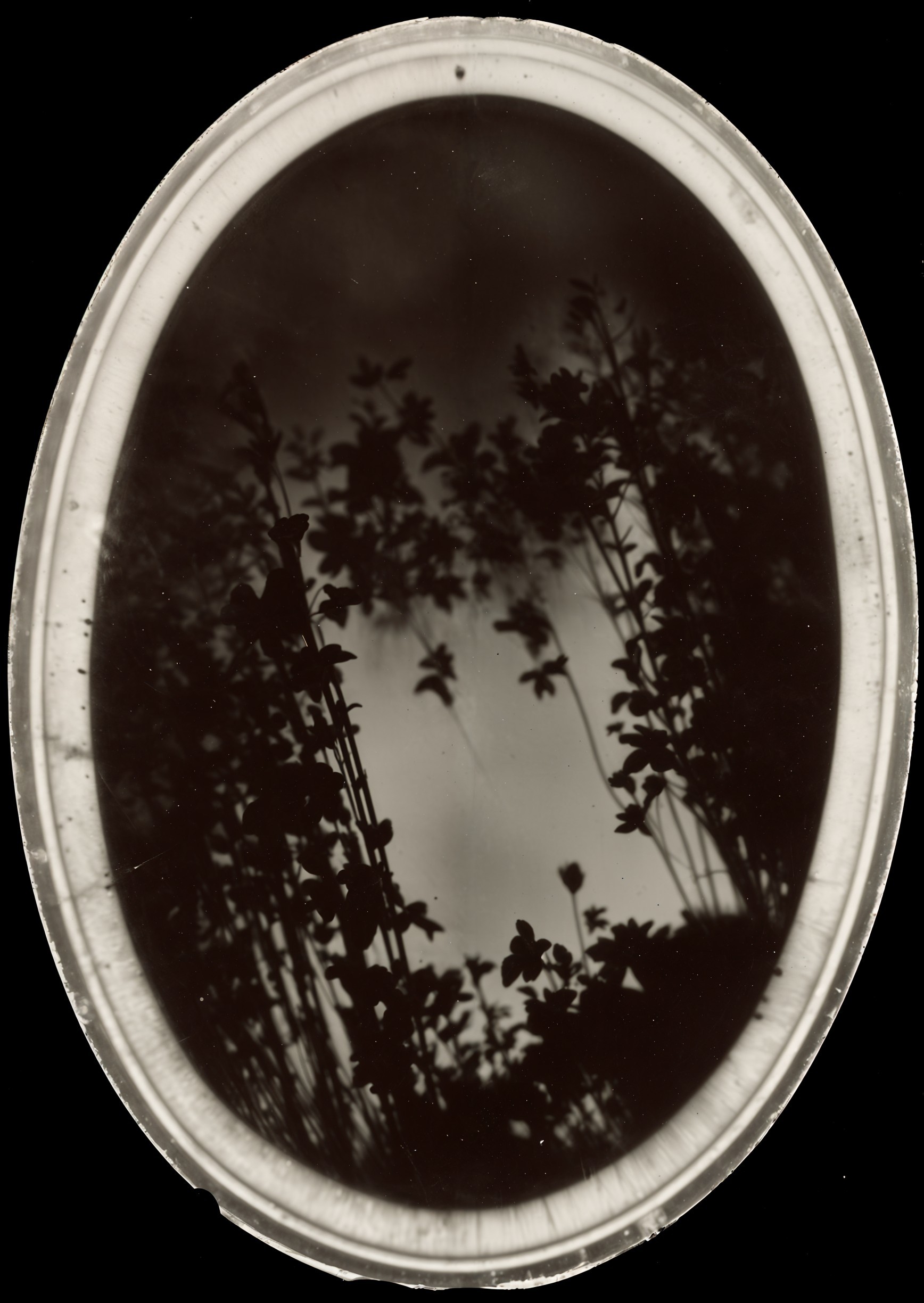 Black and White Silhouette of Delicate Plants in Frame