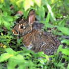 Vibrant Rabbit on Grassy Knoll by Shimmering Pond