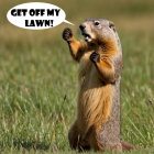 Groundhog in Grassy Field with Playful Expression
