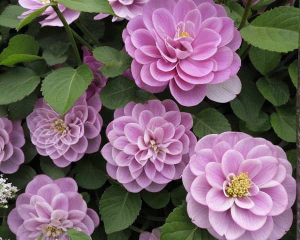 Vibrant Pink Flower Display with Lush Green Leaves