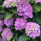 Vibrant Pink Flower Display with Lush Green Leaves