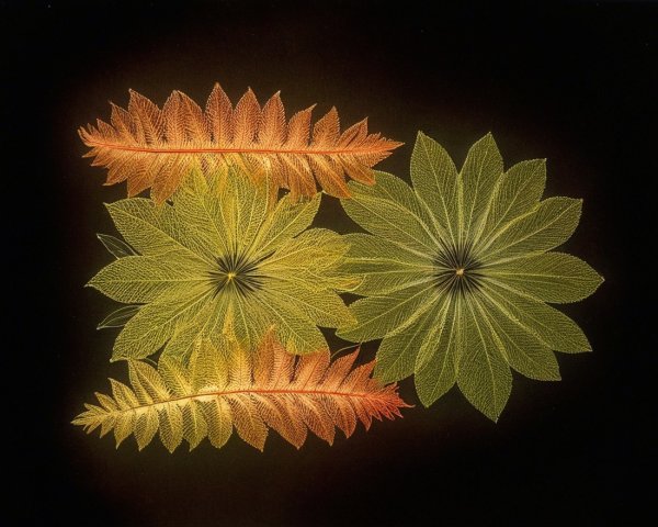 Vibrant Leaf Arrangement on Dark Background