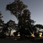 Serene Landscape with Manicured Trees and Twilight Sky