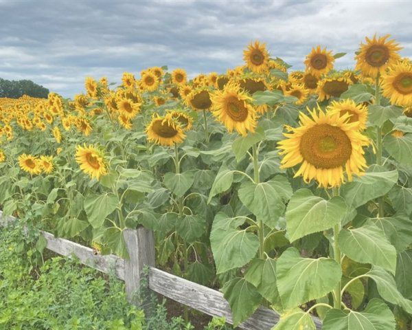 Vibrant Sunflower Field with Rustic Wooden Fence