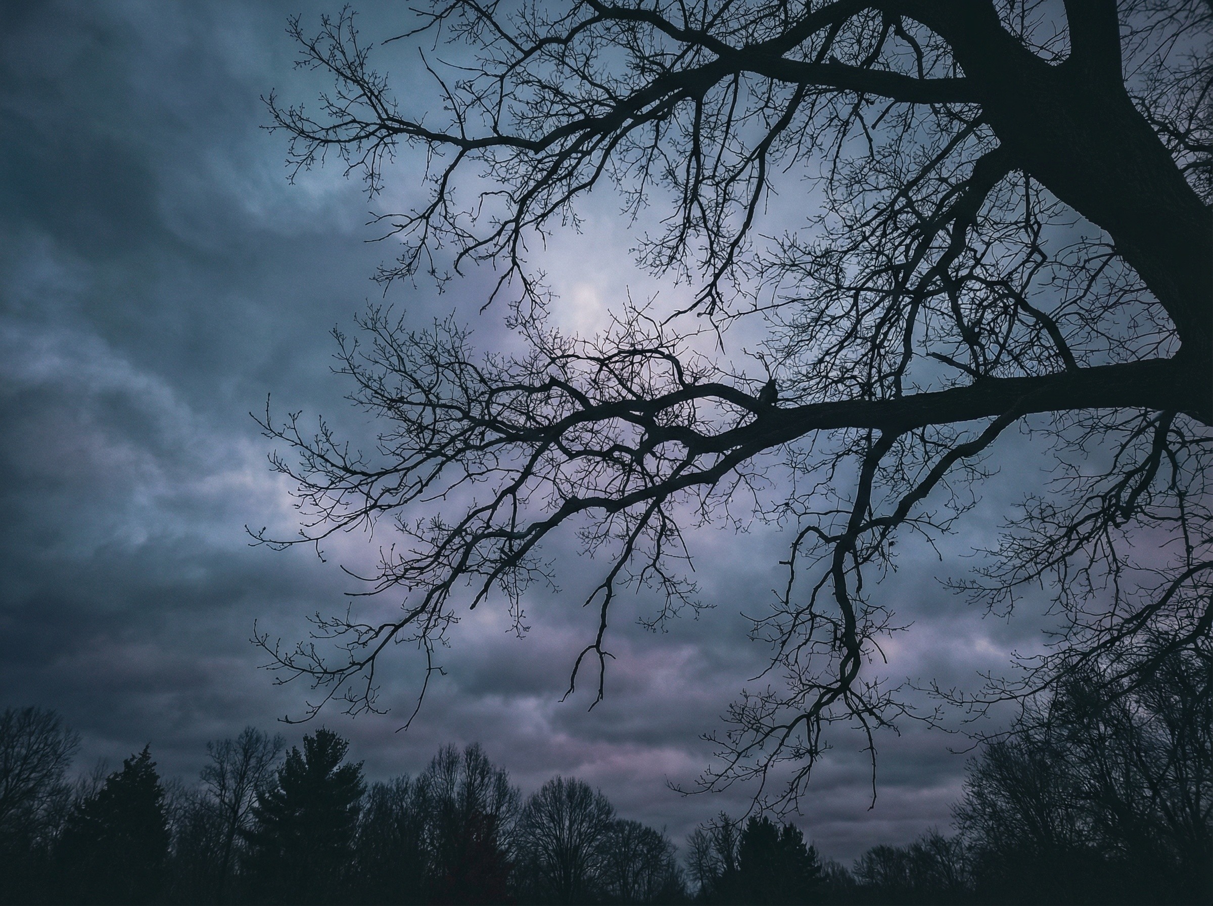 Silhouette of a large bare tree against a moody sky