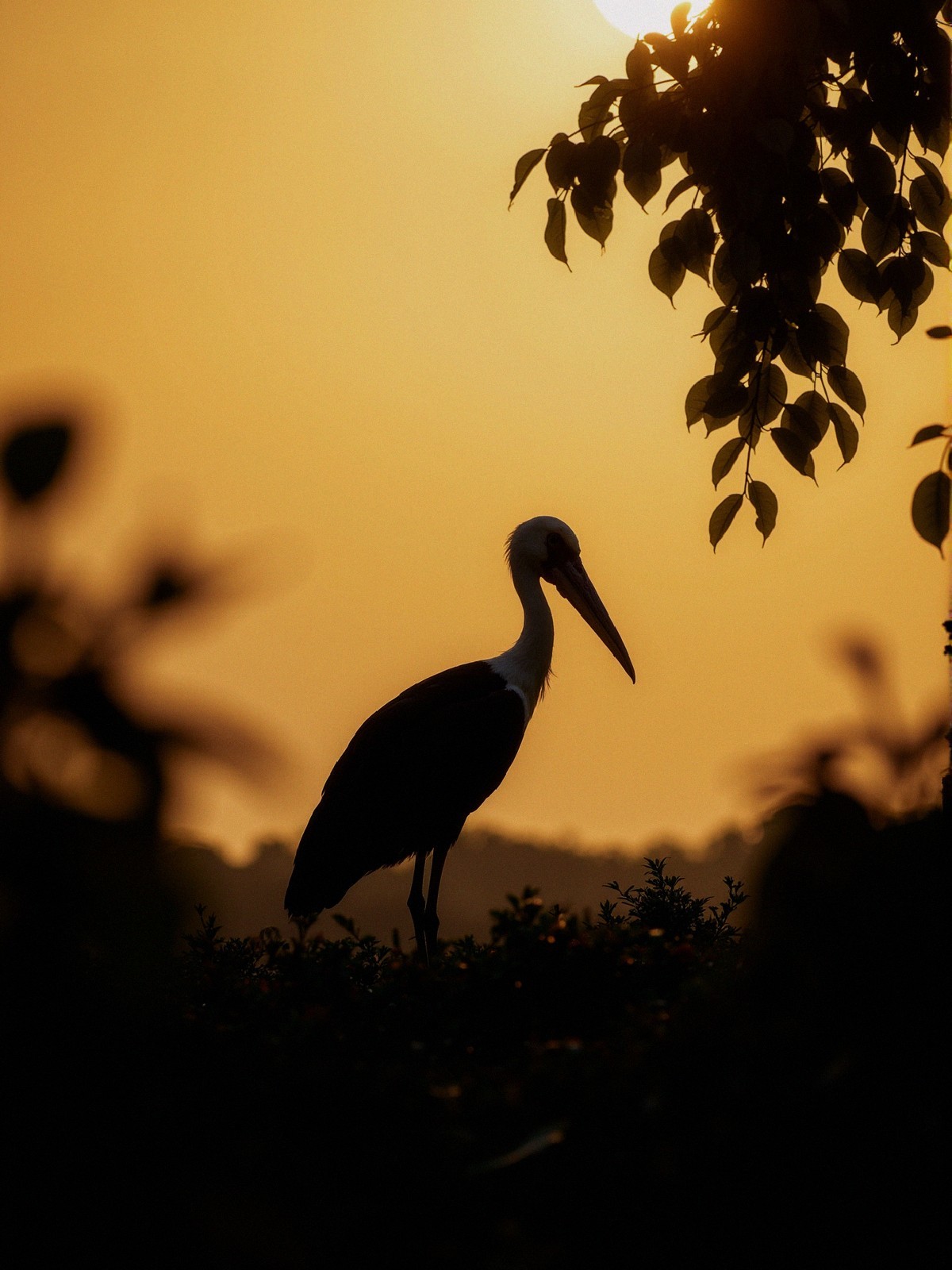 Silhouette of a Stork at Vibrant Orange Sunset