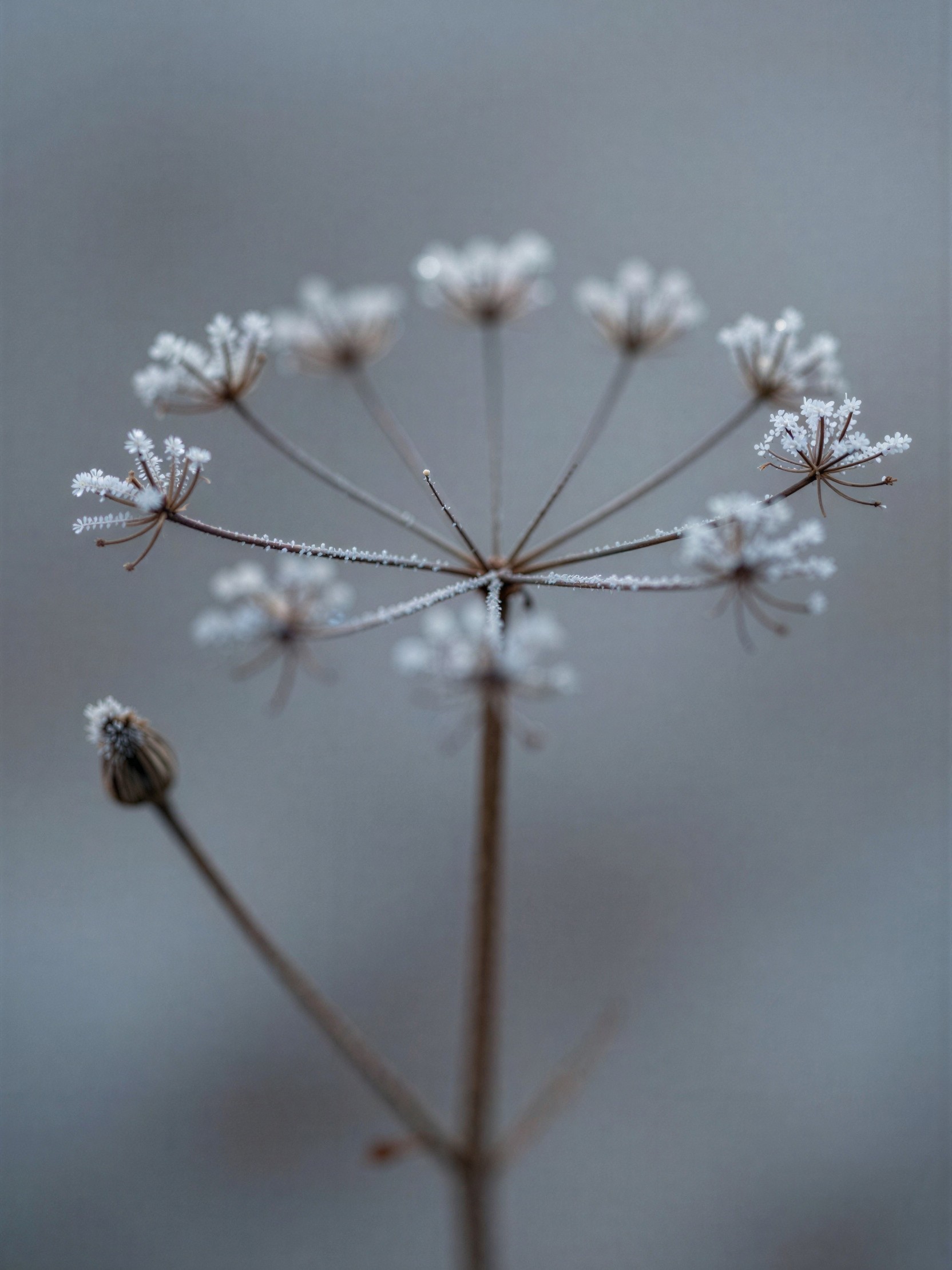 Dried Flower with Frost on Grayish-Blue Background