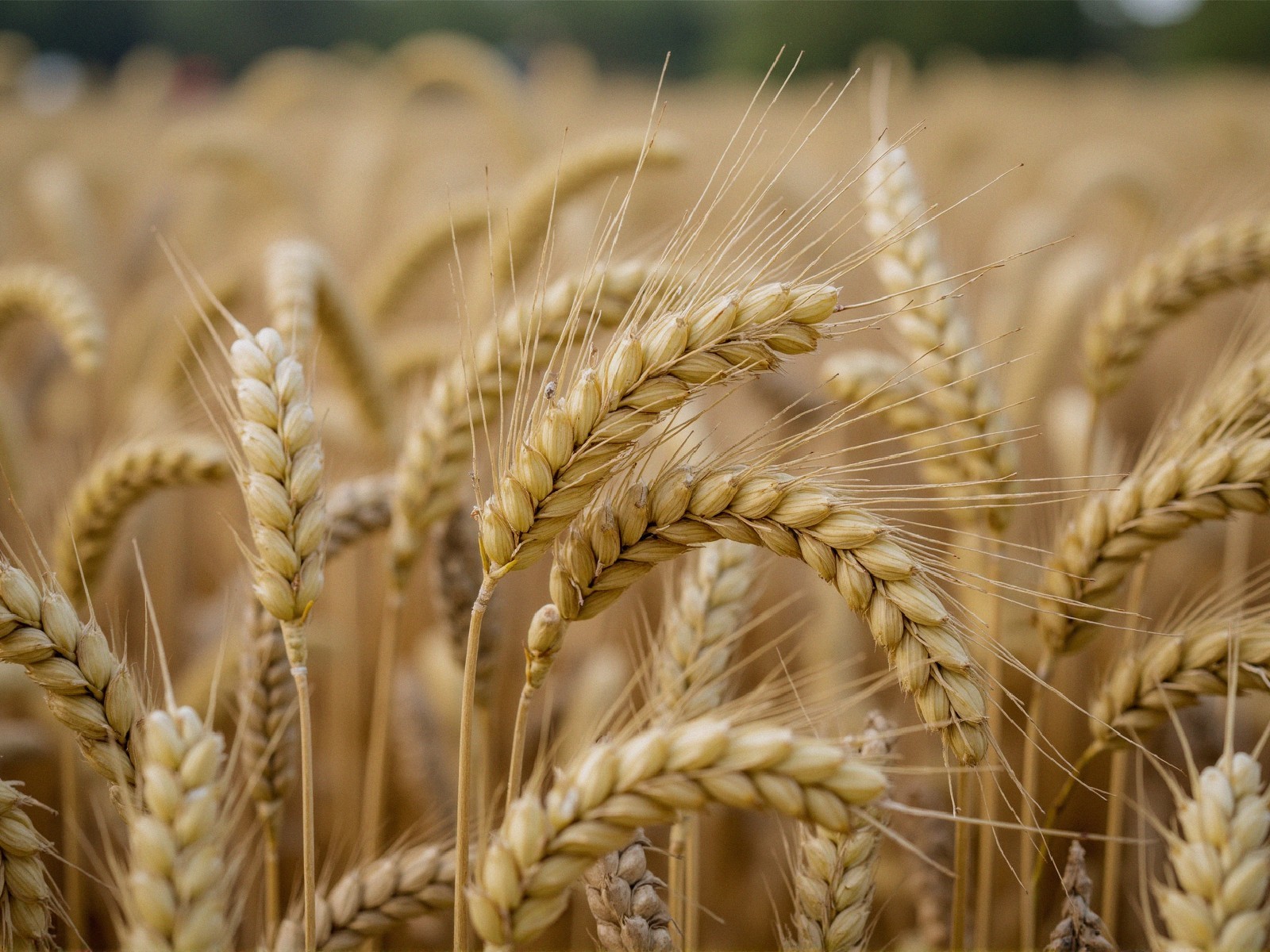 Close-up of Golden Wheat Stalks in Gentle Breeze