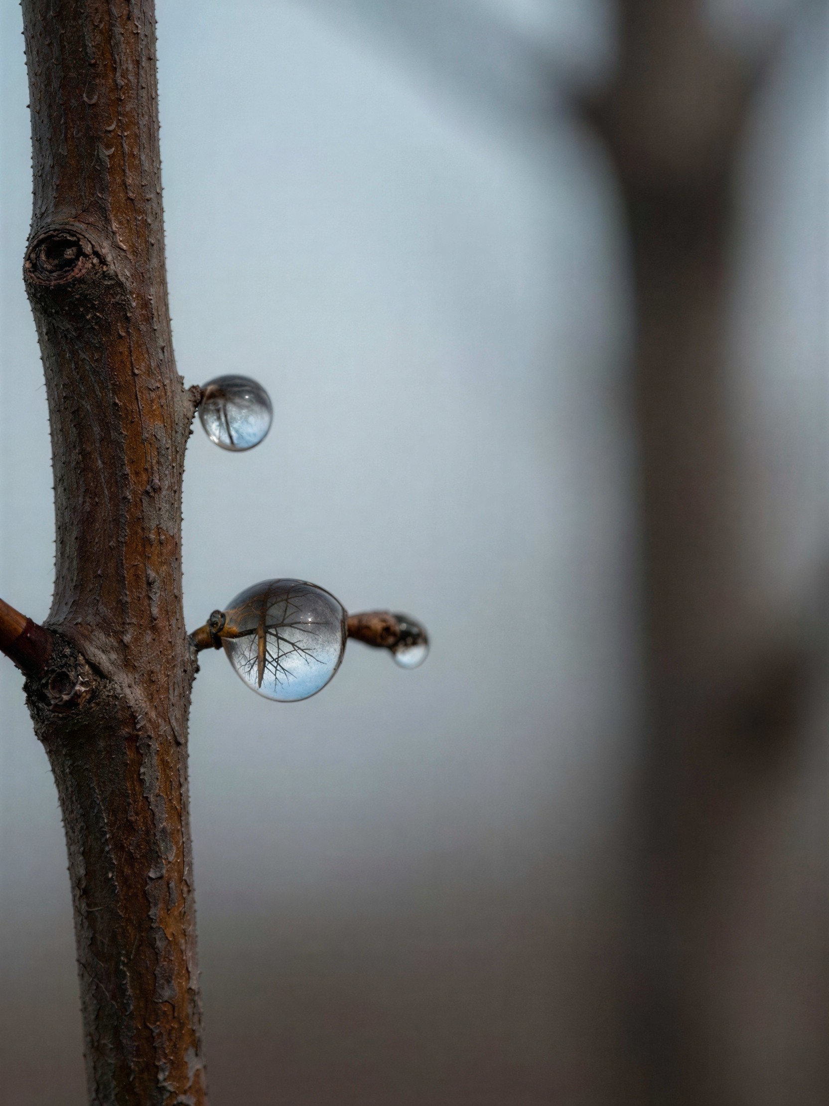 Macro Photograph of Dewdrops on Textured Tree Branch