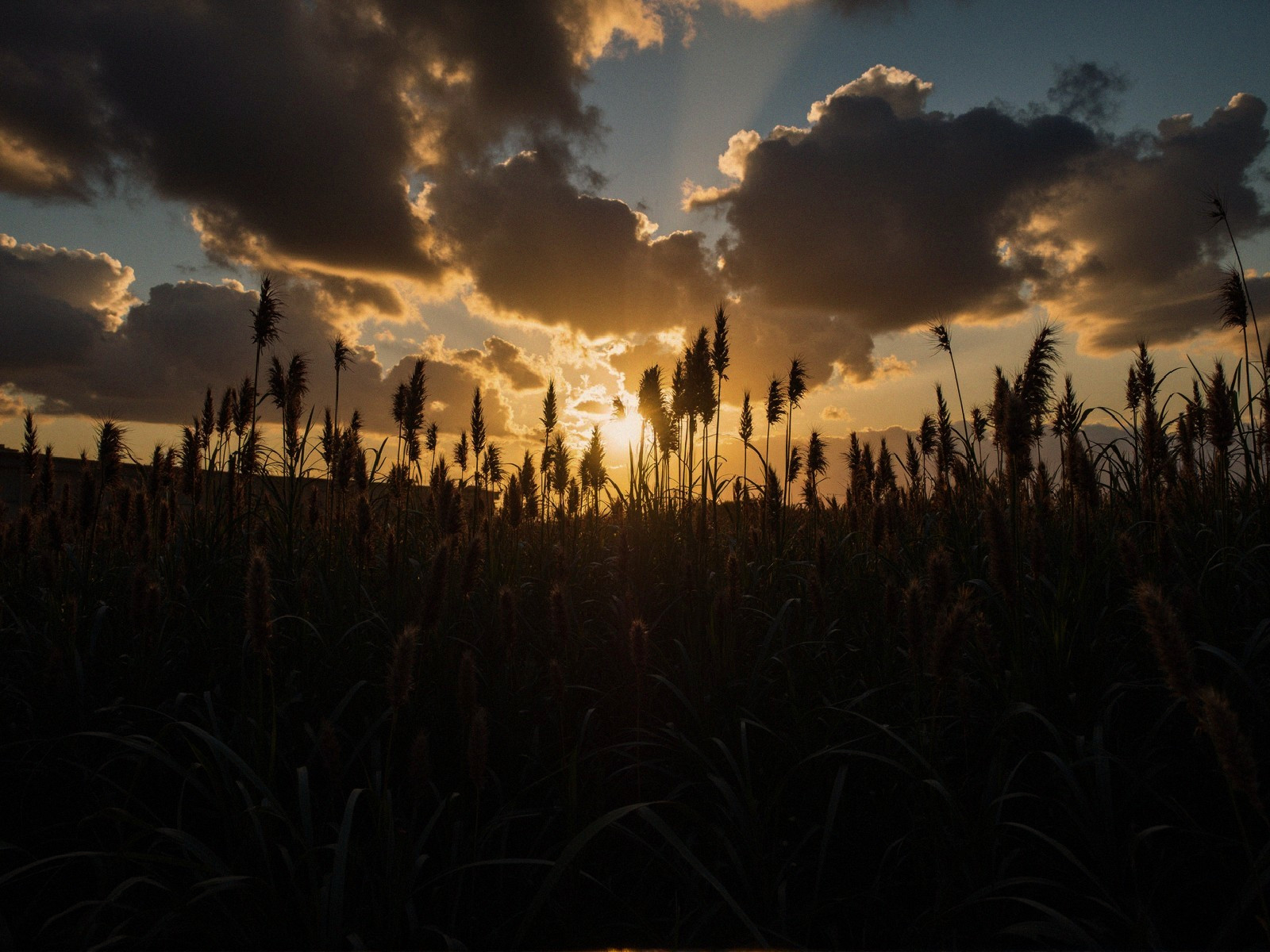 Serene Sunset Landscape with Silhouetted Grasses