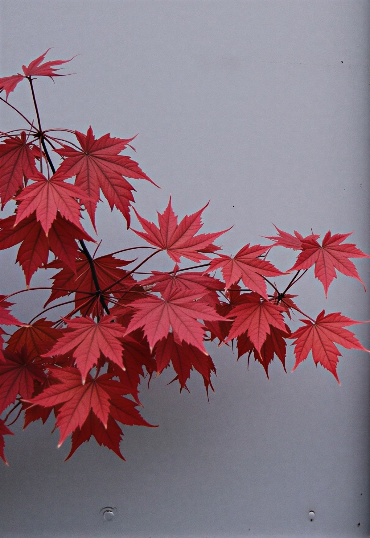Vibrant Red Maple Leaves Against Gray Background