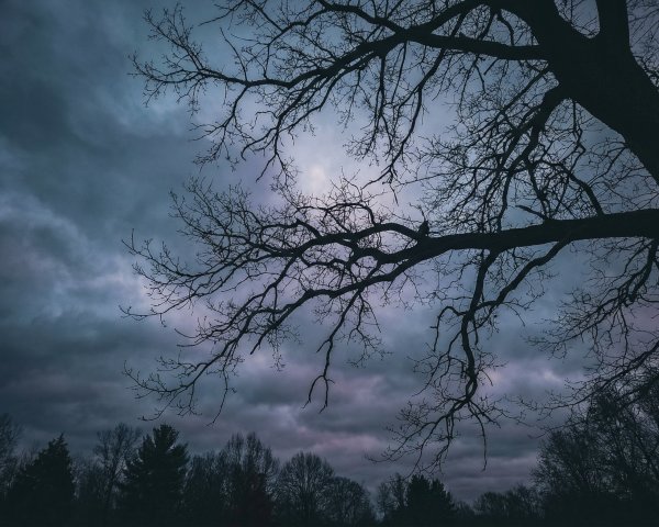Silhouette of a large bare tree against a moody sky