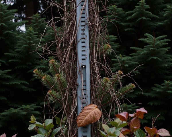 Weathered Pole Surrounded by Lush Autumn Foliage