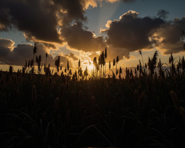 Serene Sunset Landscape with Silhouetted Grasses