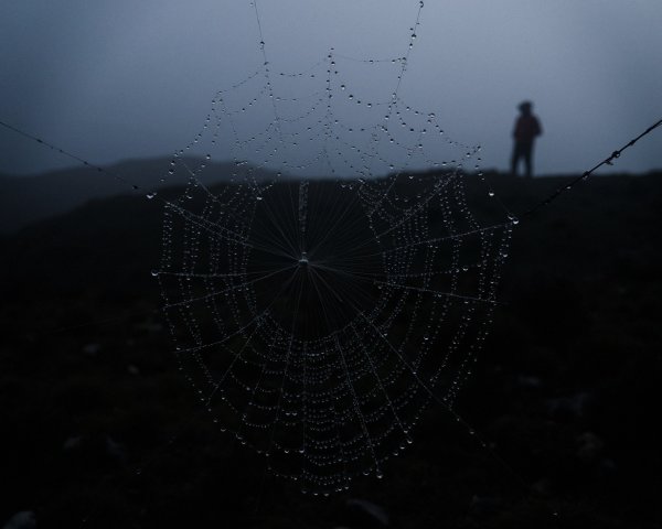 Delicate Spider Web with Dew in Misty Landscape