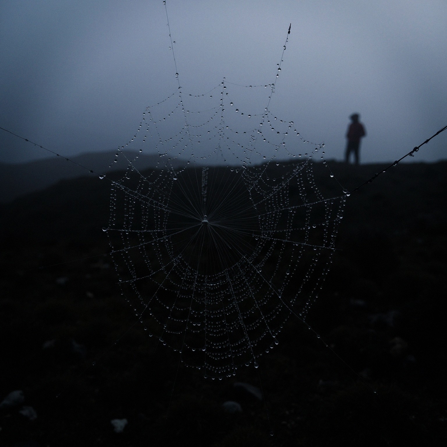 Delicate Spider Web with Dew in Misty Landscape