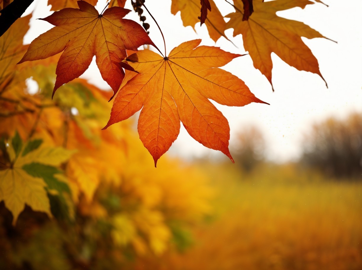 Vibrant Fall Leaves in Golden Autumn Landscape