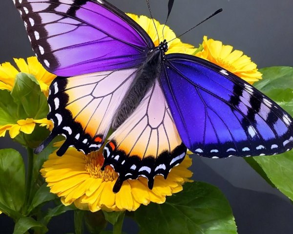 Vibrant Butterfly on Bright Yellow Flower Scene