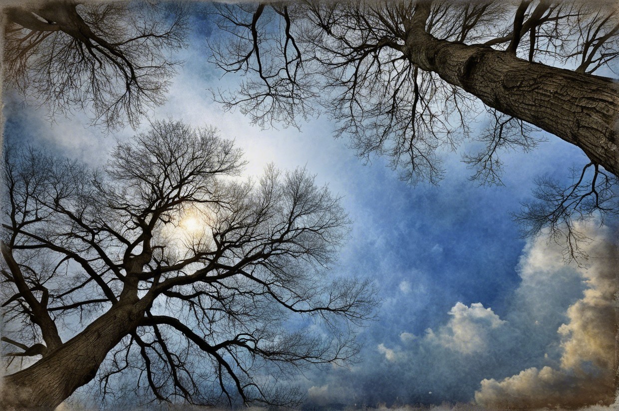 Winter Sky Framed by Bare Tree Branches and Clouds