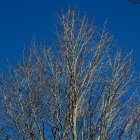 Serene Landscape with Leafless Trees and Blue Background