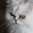 Detailed Profile of a White Cat with Green Eye