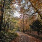 Winding Path in Vibrant Autumn Landscape with Stars