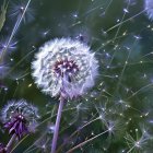 Vibrant Dandelions with Fluffy Seed Heads and Greenery
