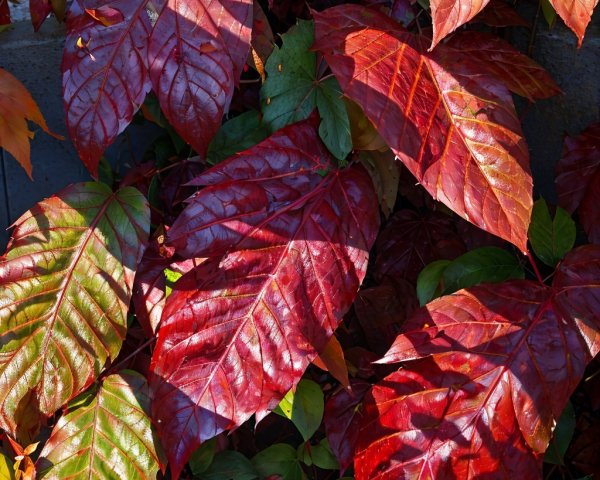 Glossy Autumn Leaves in Red, Burgundy, and Green