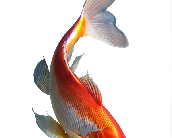 Vibrant Koi Fish with Orange and White Patterns