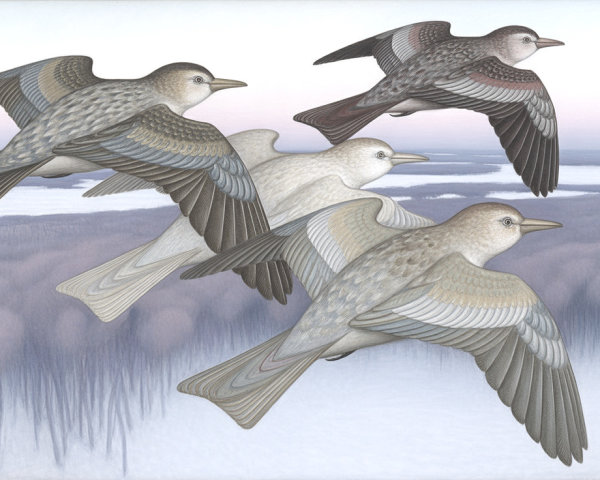 Four Birds in Flight Against a Pastel Sky