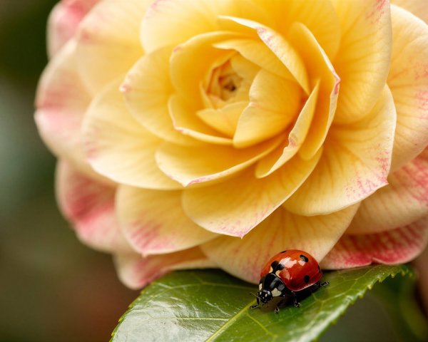 Close-up of a red ladybug on a green leaf