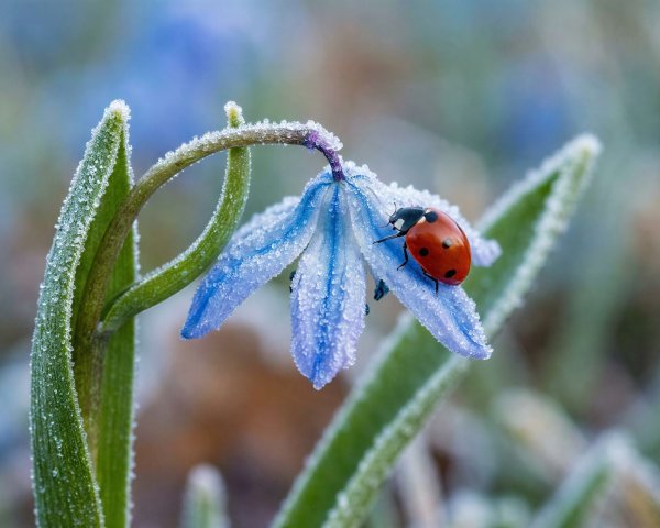 Close-up of a red ladybug on a frosty blue flower