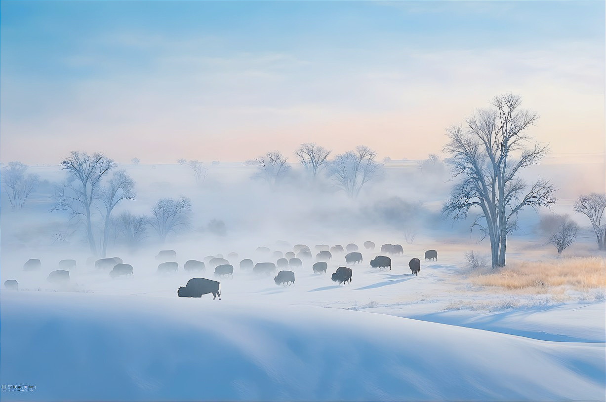 Winter Landscape with Bison in Snowy Field