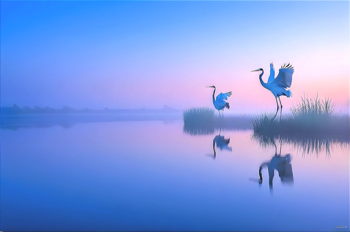 Elegant Cranes in Tranquil Sunrise Reflection