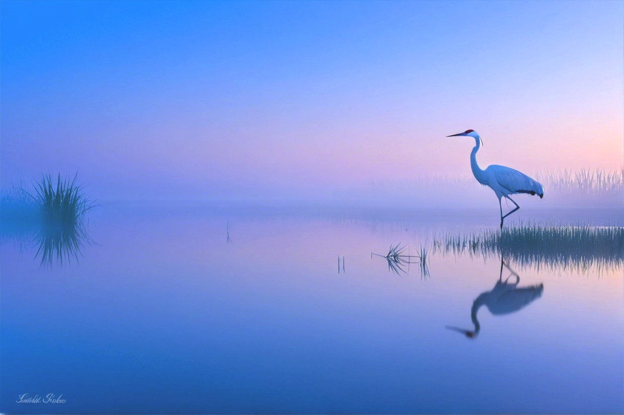 Serene Dawn Scene with White Heron at Misty Lake