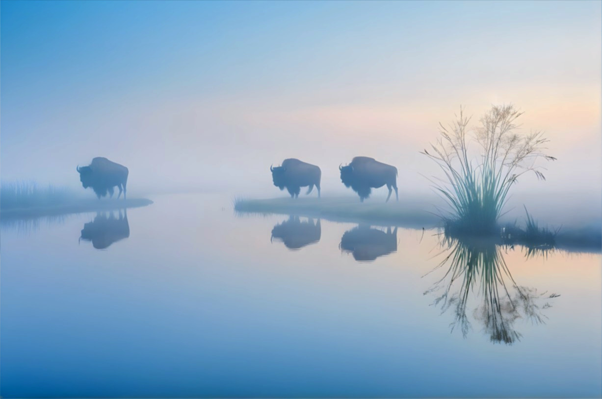 Buffalo in a Misty Landscape by Serene Water