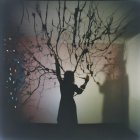 Silhouette Against Wall with Tree Branch Shadows