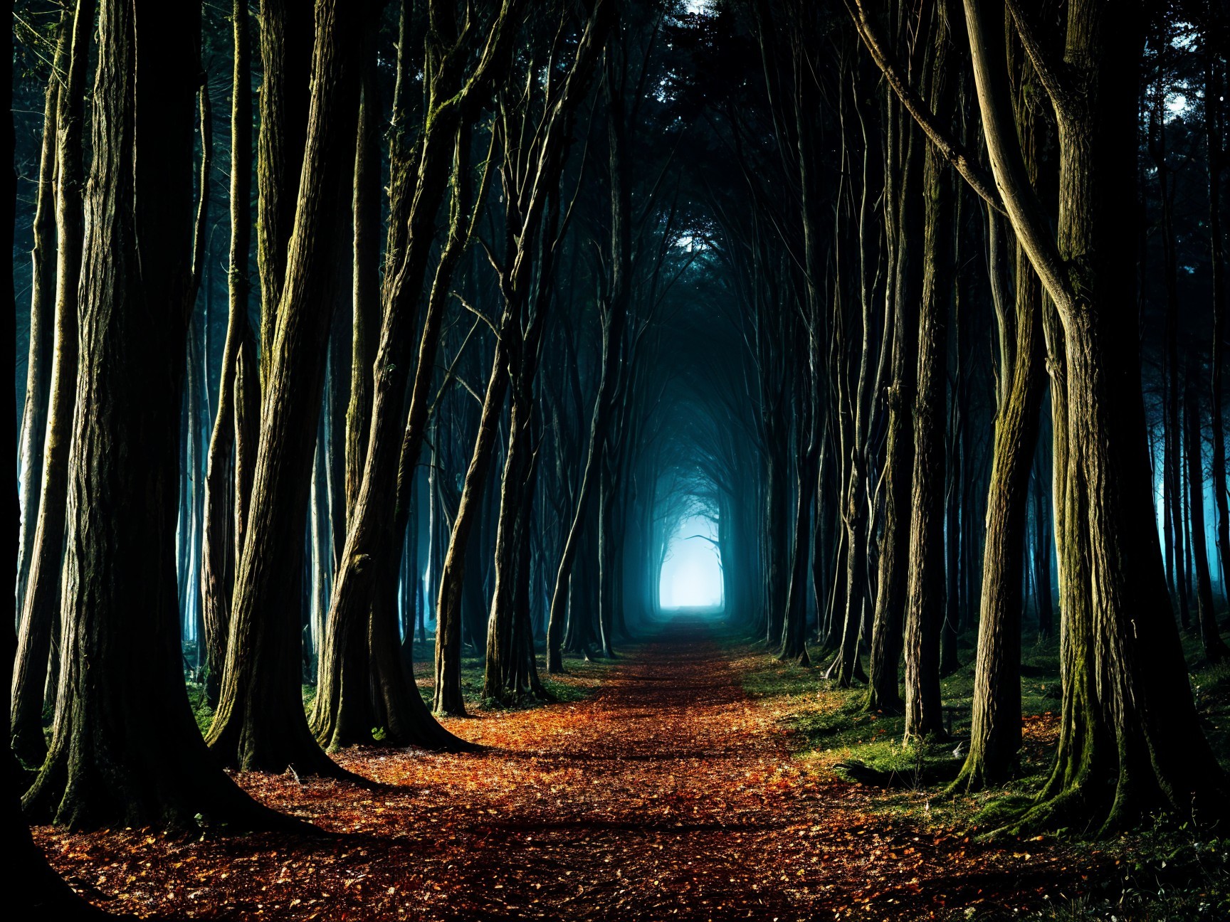 Serene forest path with autumn leaves and glowing light
