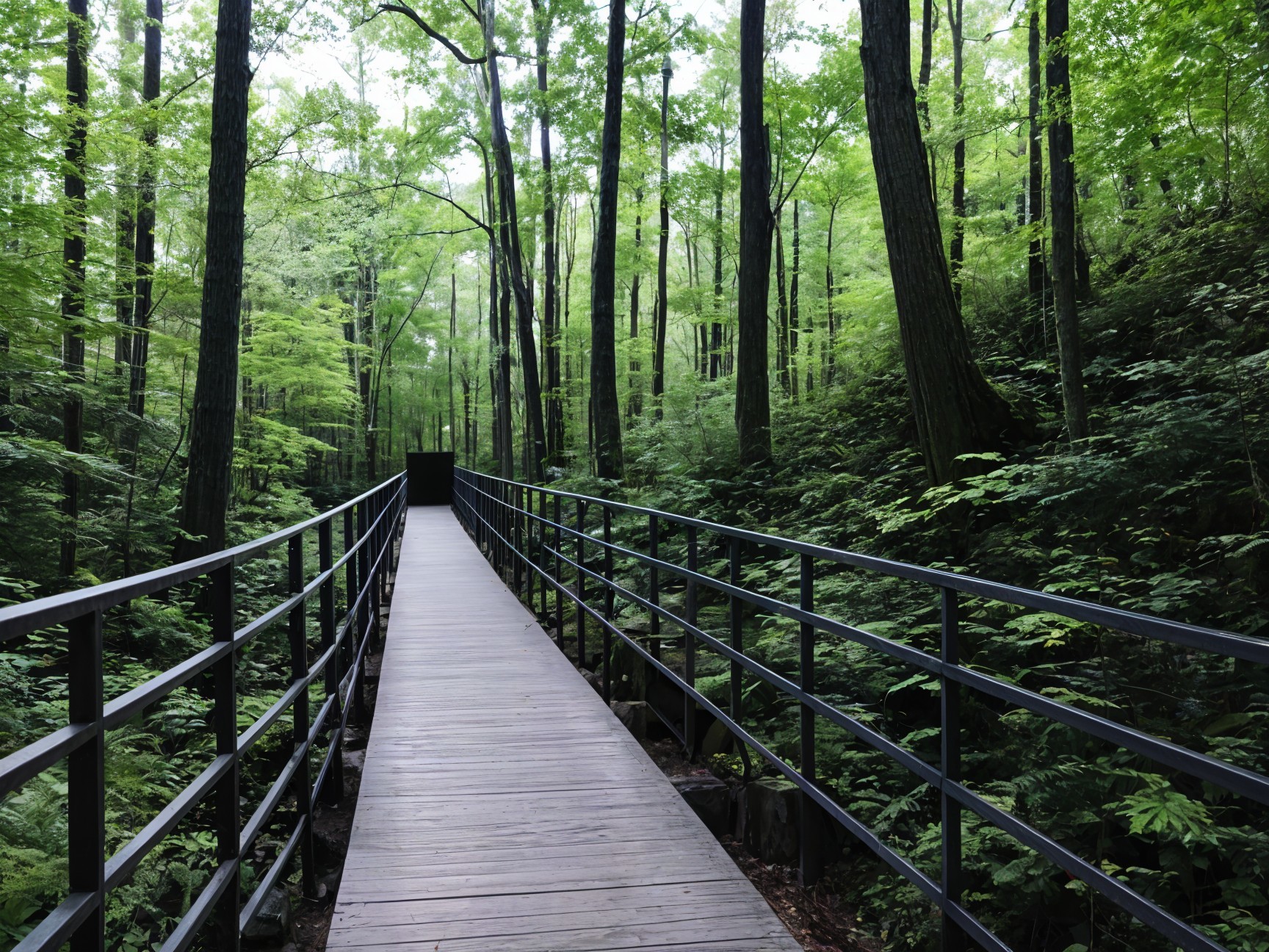 Wooden Boardwalk in a Lush Forest Setting