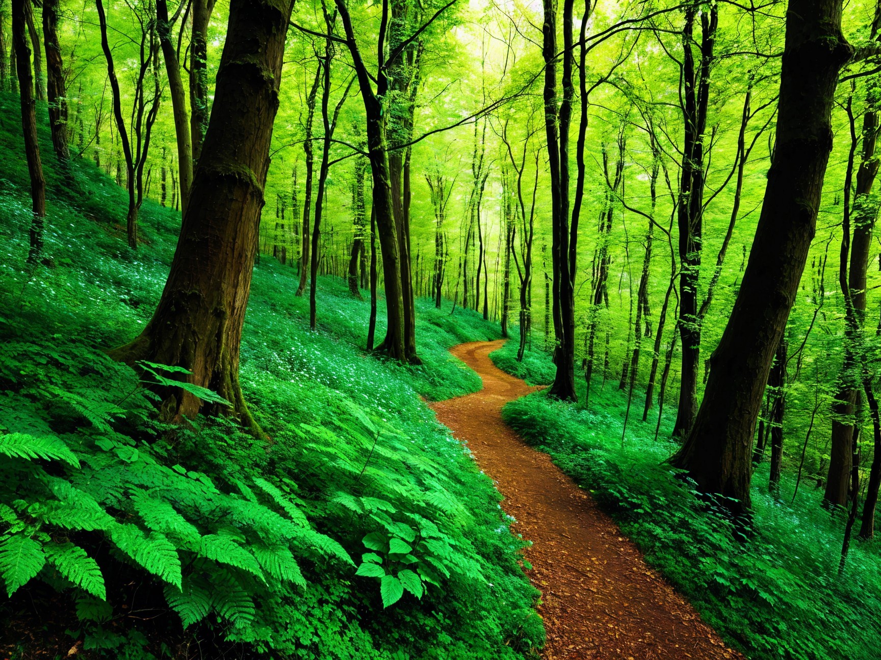 Serene Forest Path Surrounded by Lush Greenery