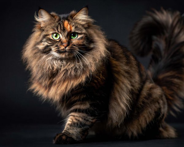 Portrait of a Fluffy Tortoiseshell Cat with Green Eyes