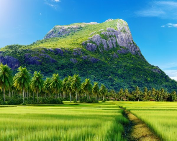 Lush Rice Fields and Majestic Mountain Landscape
